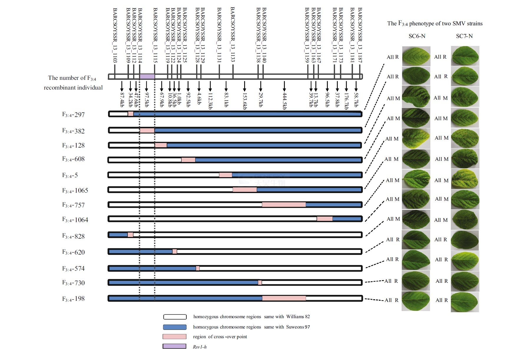 图6,13个重组f3:4株系基因型物理图谱及对应抗病表型种植13个f2:3株系