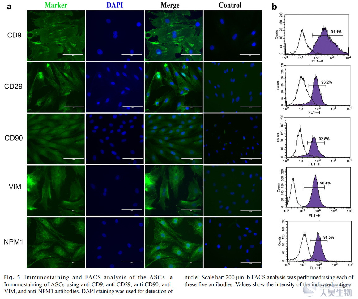 使用免疫荧光染色进一步证实了这五种干细胞标基因的高